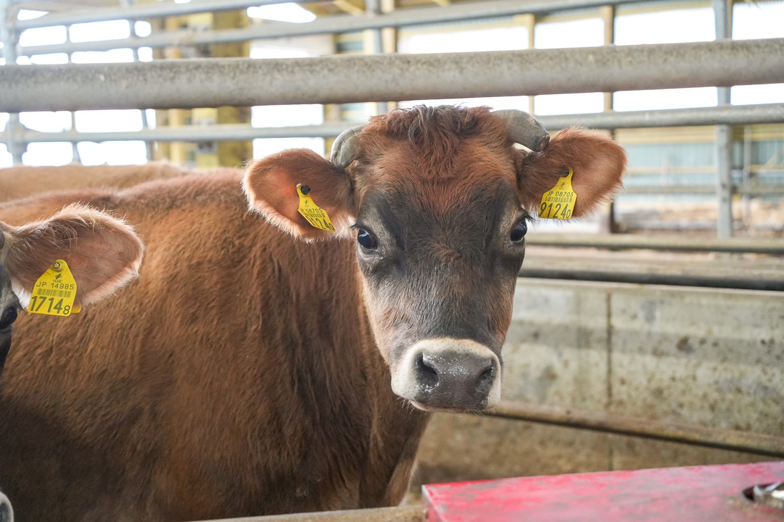 美瑛の牛舎で飼育されているジャージー牛